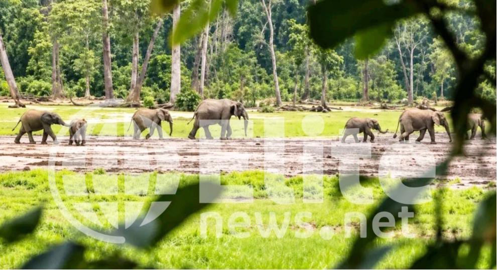 Sankuru : des éléphants aux portes des villages de Lomela, l'APPACOL-PRN réclame l'intervention de l'ICCN