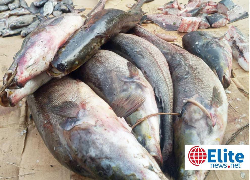 Maï-Ndombe : l’abondance de poissons frais fait chuter les prix et redonne le sourire aux ménages d’Inongo