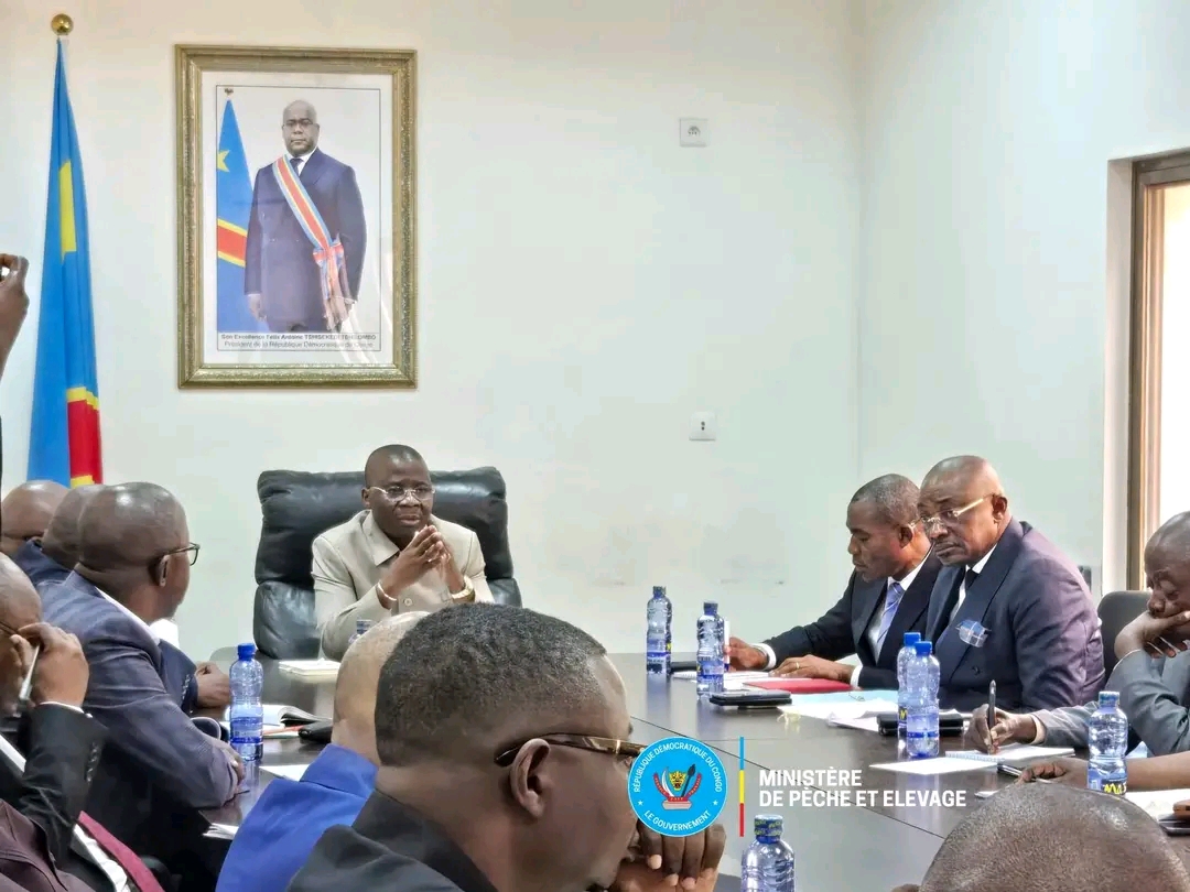 RDC : Le Ministre Jean-Pierre Tshimanga suspend l'importation des bovins suite à la déclaration de fièvre aphteuse chez les bovins en RSA