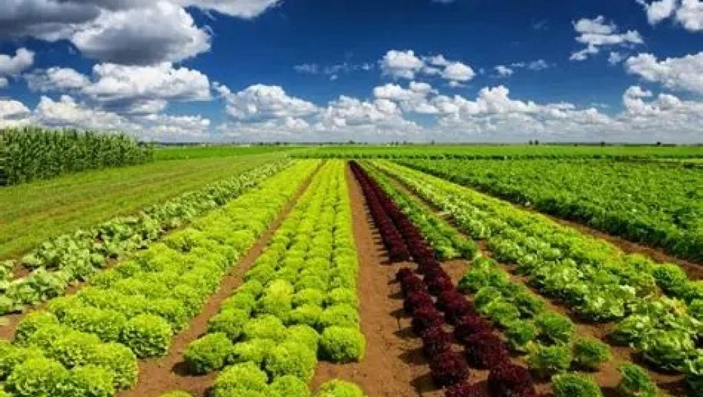 Kasaï : Un atelier de sensibilisation et de collecte des données sur la campagne agricole annoncé ce vendredi à Tshikapa