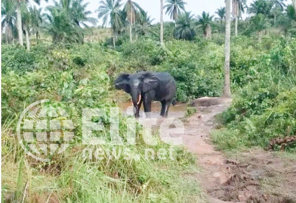 Kasaï-Central : un éléphant tue un homme à Mikalayi, la population appelle à une intervention urgente
