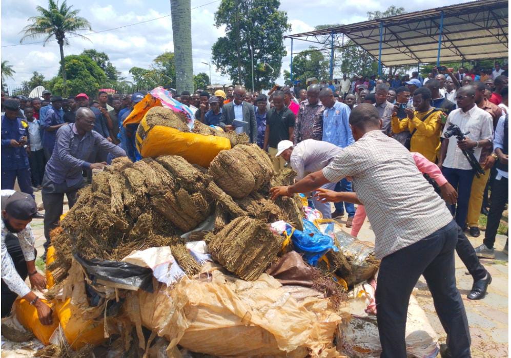 Kasaï-Central : incinération publique de chanvre à Kananga, les autorités durcissent la lutte antidrogue