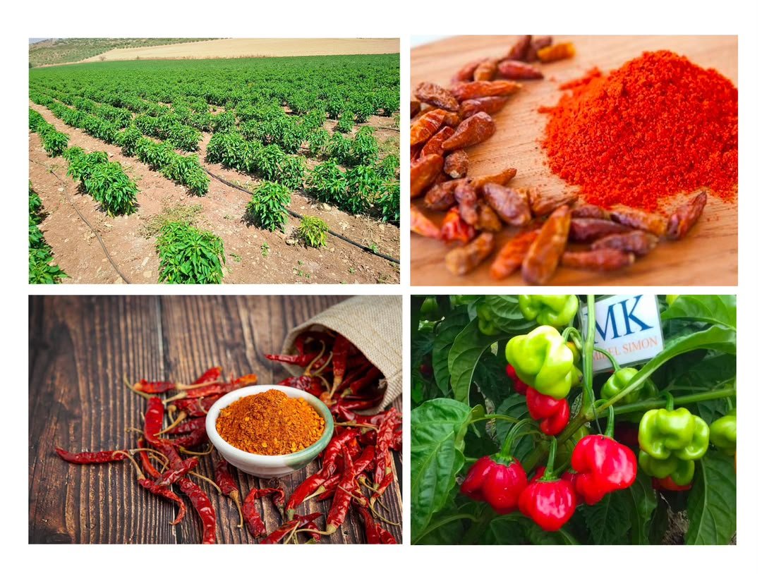 RDC–Chine : jusqu'à 500 millions de dollars de recettes annuelles attendues grâce aux exportations de piment et de cacao